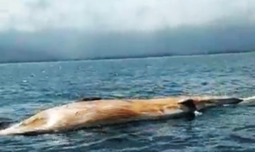 Xác cá voi khi đang trôi dạt vào bờ biển xã Cương Gián chiều ngày 28.2. Ảnh: cắt từ clip của ngư dân