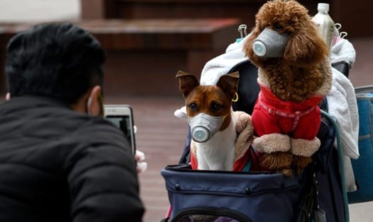 Những con chó cưng ở Trung Quốc đeo khẩu trang giữa mùa dịch COVID-19. Ảnh: AFP/Getty.