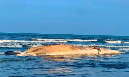 Con cá voi chết dạt vào bờ biển xã Cương Gián chiều ngày 28.2