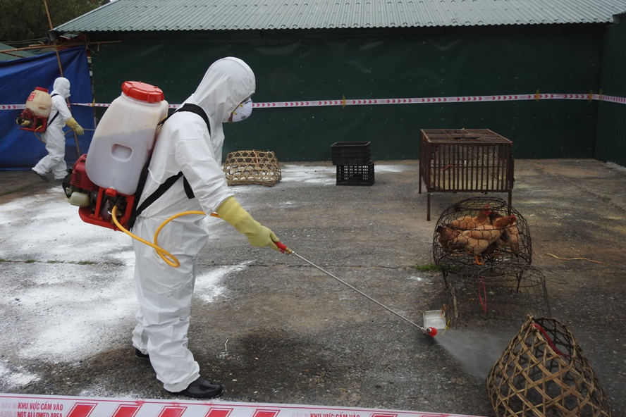 Phun hóa chất tiêu độc khử trùng tại các chợ đề phòng lây nhiễm cúm gia cầm. Ảnh: CTY