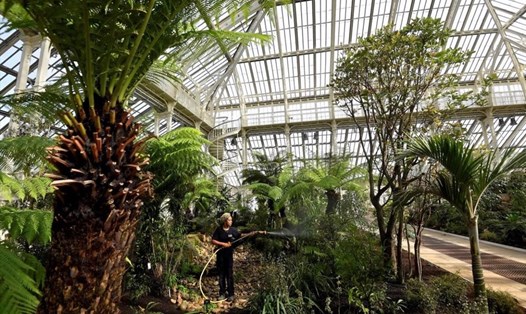 1 nhân viên đang chăm sóc cây trong nhà kính tại Vườn Bách thảo Hoàng gia Kew. Ảnh: Reuters