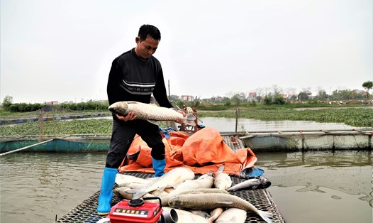 Gia đình ông Nguyễn Ngọc Huy - một trong những hộ thiệt hại nặng nề nhất trong vụ cá chết, ước tính thiệt hại gần 60 tấn cá các loại, khoảng 3 tỉ đồng. Ảnh: Tùng Giang.