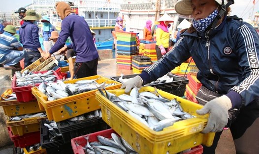 Ngư dân Quảng Trị được mùa cá đầu năm 2020 khi đánh bắt ở ngư trường Cồn Cỏ. Ảnh: Hưng Thơ