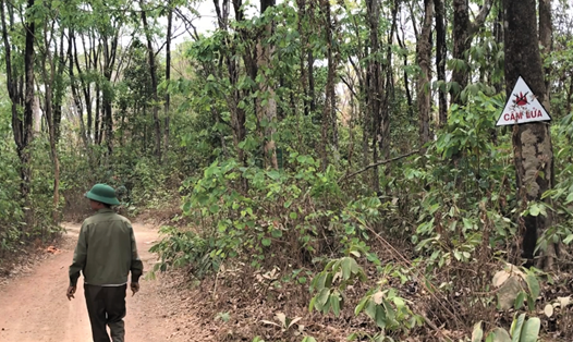 Một cán bộ kiểm lâm ở xã xã Ia Kiêng, huyện Đức Cơ, tỉnh Gia Lai tuần tra một cánh rừng có nguy cơ cháy cao. Ảnh: Bảo Trung