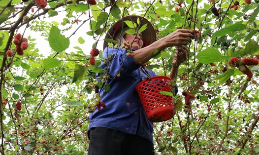 Người dân ở xã Hiệp Thuận đang tất bật với công việc thu hoạch dâu tằm. Ảnh: PV