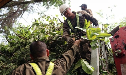 Công nhân cắt tỉa cây trước mùa mưa bão trên các tuyến phố Hà Nội. Ảnh: PV