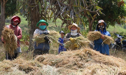Lúa chết khô được người dân xã Cư Pui (huyện Krông Bông, tỉnh Đắk Lắk) gặt, chất đống để dành cho bò ăn. Ảnh: Bảo Trung