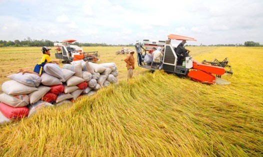 Thủ tướng yêu cầu đảm bảo cung ứng gạo cho nhân dân trong nước trong bối cảnh dịch bệnh và biến đổi khí hậu hiện nay.