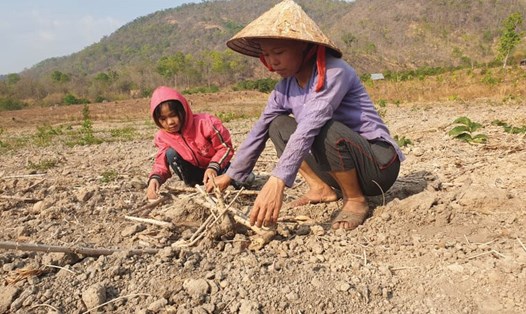 Tình trạng khô hạn khốc liệt tại huyện Ea Súp, tỉnh Đắk Lắk. Ảnh: H.L