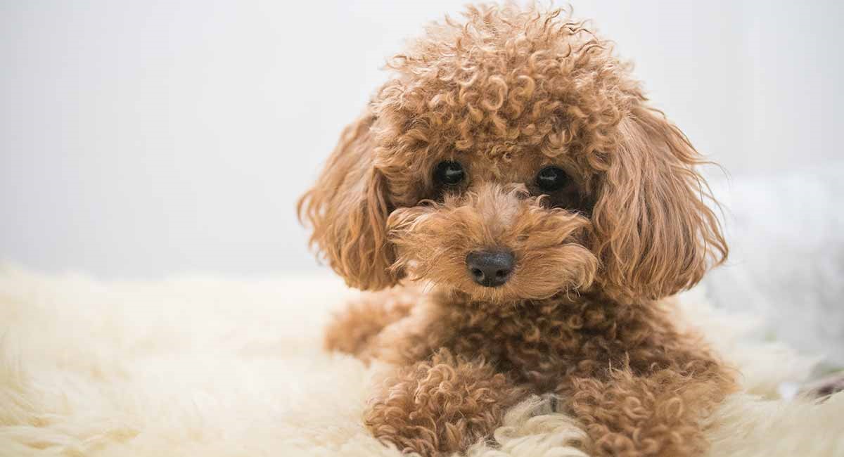 Với bộ lông xoăn xù đặc trưng, giống chó Poodle luôn là niềm tự hào của chủ nhân. Những con chó tinh nghịch và dễ thương sẽ khiến bạn luôn muốn ôm và chơi đùa.