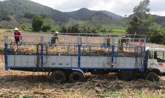 Chính quyền tỉnh Phú Yên đang quyết liệt ngăn chặn thực trạng người dân bán mía vùng nguyên liệu "chui" ra ngoài tỉnh. Ảnh: H.N