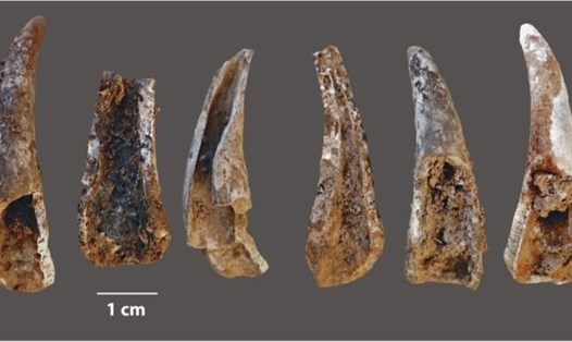 Càng cua được tìm thấy trong hang mà người Neanderthals sinh sống. Ảnh: João Zilhão