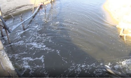 Nước thải đen ngòm từ các hồ tôm ở xã An Hải, huyện Ninh Phước, Ninh Thuận xả thẳng ra biển. Ảnh: LƯU HOÀNG
