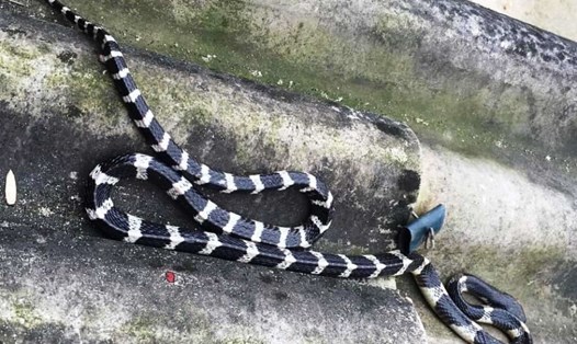 Hình minh hoạ. Trong hình là con rắn cắn cháu bé 22 ngày tuổi ở xã Thọ Điền tử vong hồi tháng 1.2020