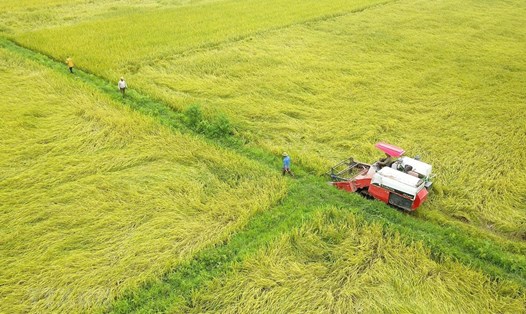 Năng lực sản xuất lúa năm 2020 của Việt  Nam khoảng 43,5 triệu tấn, đáp ứng nhu cầu trong nước và đủ năng lực xuất khẩu khoảng 6,7 triệu tấn gạo. Ảnh: TTXVN