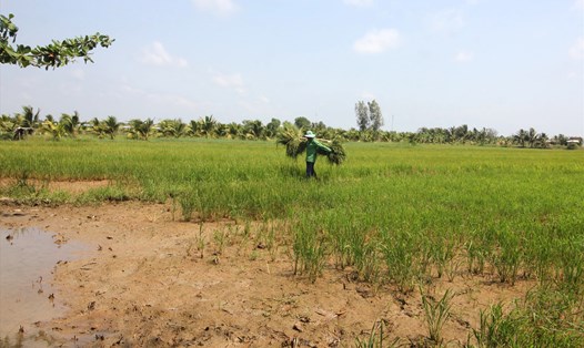Nhiều ruộng lúa ở Bến Tre đang khô cằn vì hạn mặn.