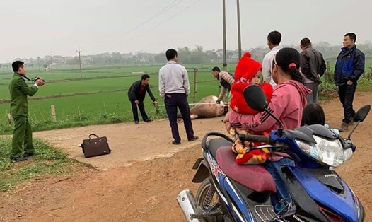 Lực lượng chức năng kiểm tra vụ trộm trâu ở Tam Nông, Phú Thọ. Ảnh: Tuấn Linh