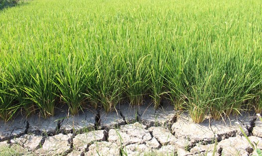 Lúa Đông Xuân ở Long An bị thiệt hại do thiếu nước vì hạn mặn. Ảnh: K.Q