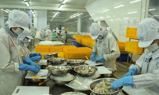 Các nhà máy chế biến thủy sản cố cầm cự công nhân mùa dịch bệnh COVID-19 (ảnh Nhật Hồ)