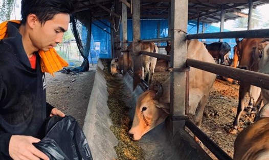 Jaroensak Wonggorn thành thạo việc nuôi bò. Anh tranh thủ về phụ giúp gia đình khi Thai League đang tạm nghỉ. Ảnh: Siam Sports.