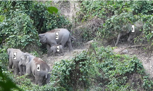 Voi con xuất hiện ở rừng Quảng Nam mang lại tín hiệu tích cực trong công tác bảo vệ và phát triển loài động vật này.