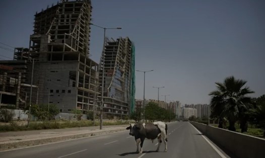 Một con bò sữa đứng giữa đường phố không một bóng người ở thủ đô Delhi khi quốc gia này phong tỏa. Ảnh: AP