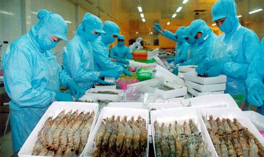Dự báo xuất khẩu tôm và cá tra sang thị trường Trung Quốc bật tăng sau khi dịch COVID-19 bị khống chế. Ảnh: Vasep