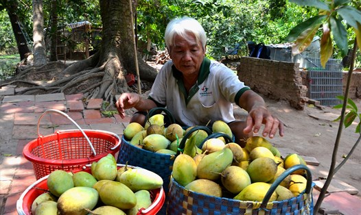 Ông Nguyễn Văn Lợi Em đang lựa từ đống xoài chín cây này trái loại 2 để cho ốc dưới mương ăn. Ảnh: Lục Tùng