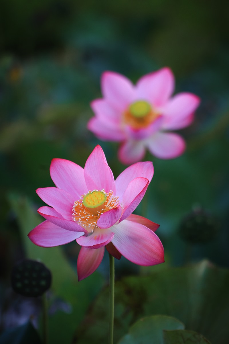 Hoa sen Quảng Nam, Đà Nẵng nở rộ đầu mùa hạ. Ảnh: Lê Tuấn