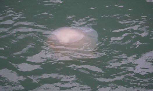 Cứ vài chục mét lại bắt gặp những con sứa lớn trên vịnh Hạ Long. Ảnh: Nguyễn Thuận