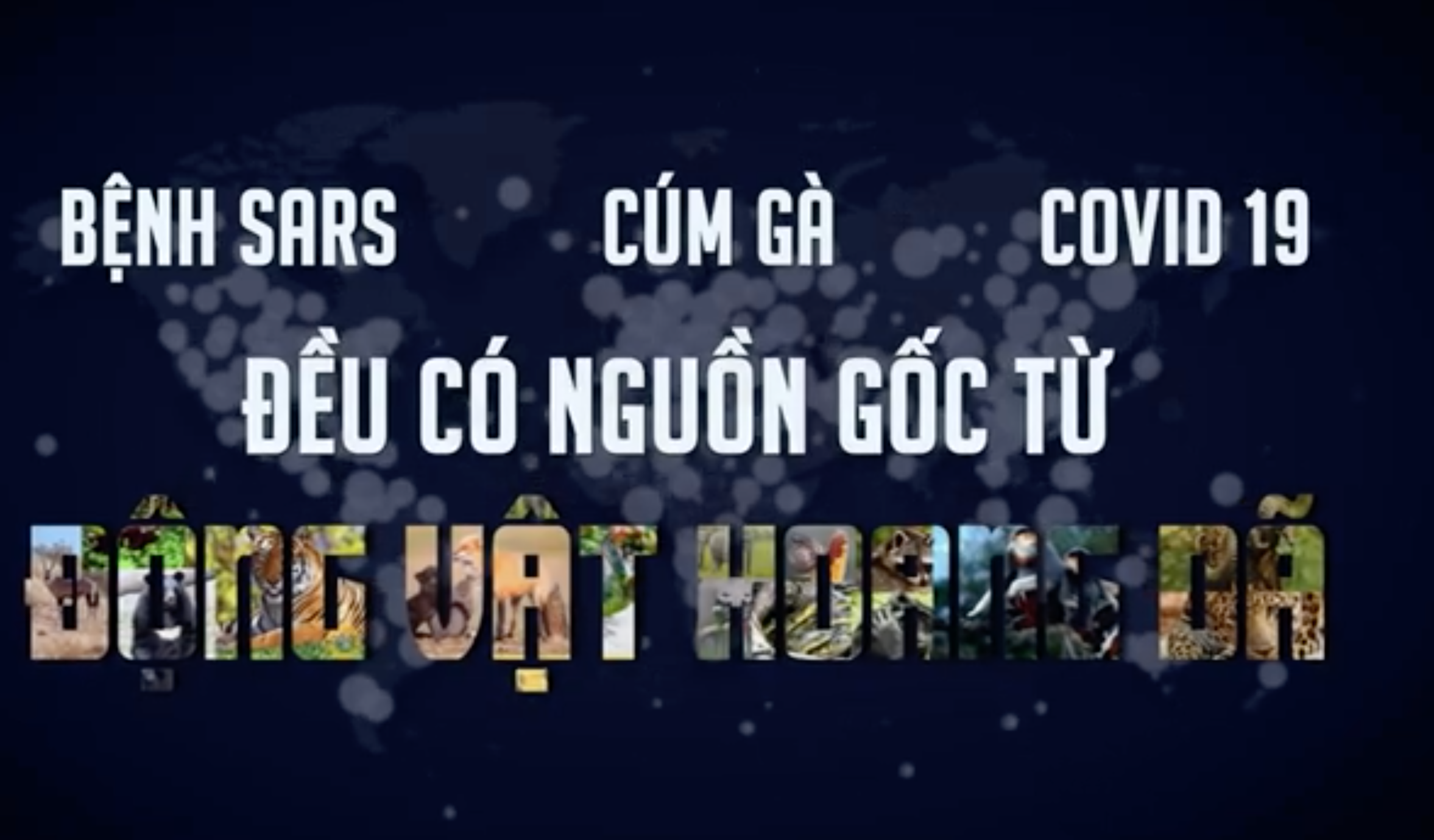 Dịch bệnh COVID-19 được chỉ ra rằng có nguồn gốc từ động vật hoang dã. Ảnh: Thuỳ