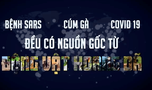 Dịch bệnh COVID-19 được chỉ ra rằng có nguồn gốc từ động vật hoang dã. Ảnh: Thuỳ