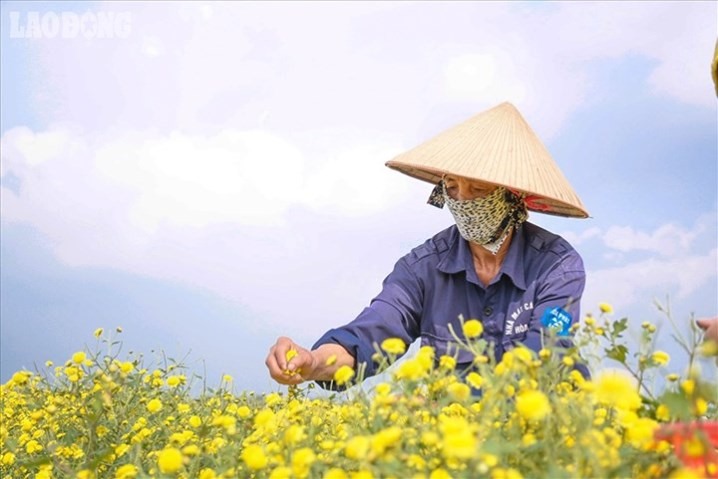 Cúc hoa có tính mát, vị hơi đắng, có tác dụng thanh nhiệt, trị nóng mắt. Ảnh minh họa: Phan Anh