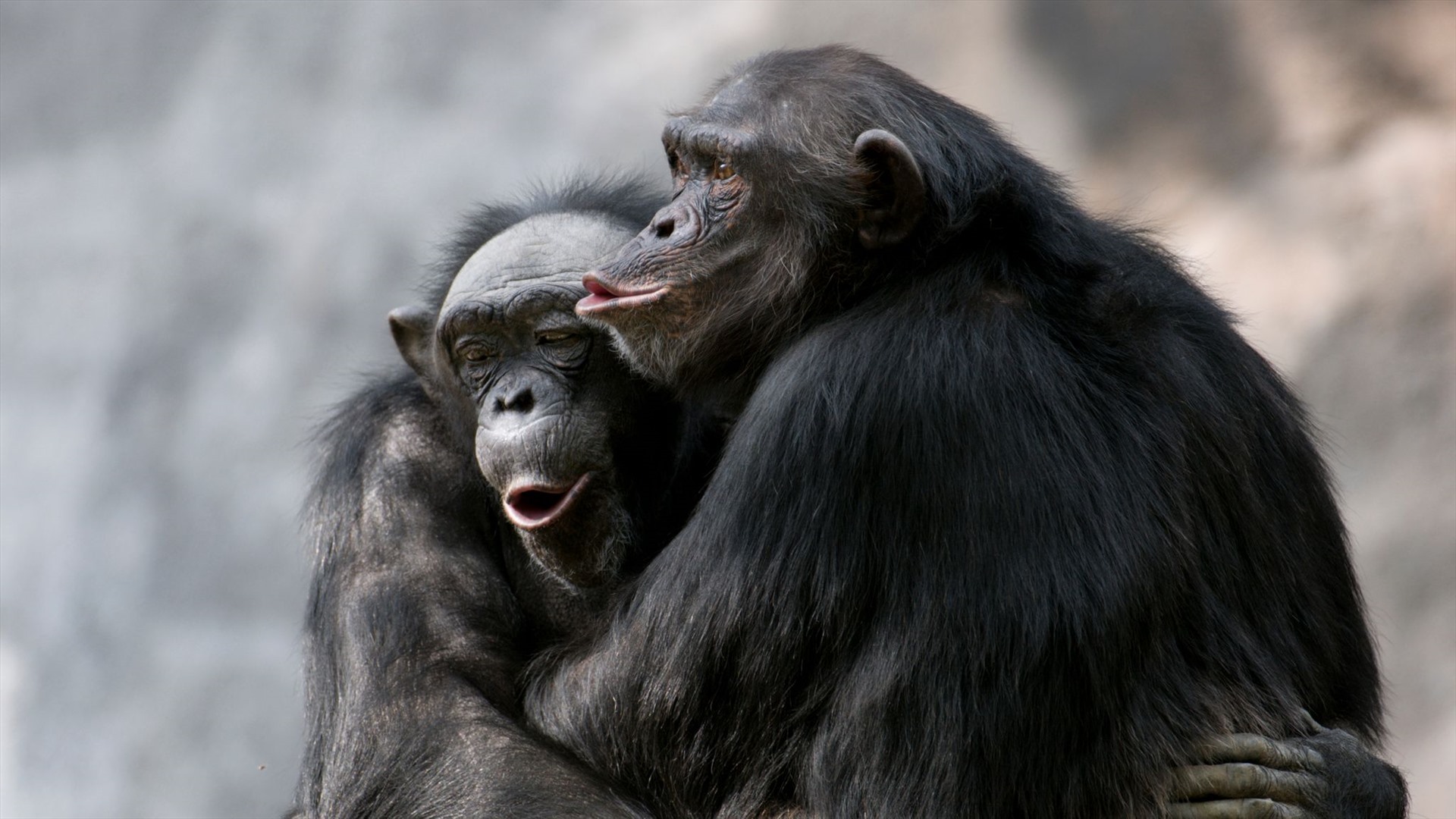 Phì cười” với biểu cảm của khỉ đột khi bị chụp hình - Tạp chí Doanh nghiệp  Việt Nam