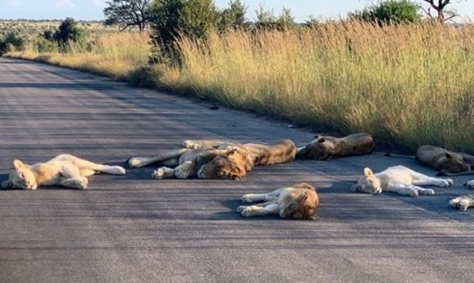 Bầy sư tử ngủ ngon lành trên đường trong vườn quốc gia Kruger, Nam Phi. Ảnh: Kruger National Park