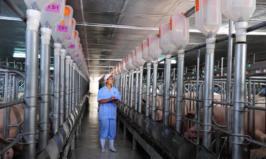 Nguồn cung thịt lợn đang rất thiếu, hiện chỉ còn các doanh nghiệp chăn nuôi lớn có lợn bán ra thị trường. Ảnh: Duy Linh