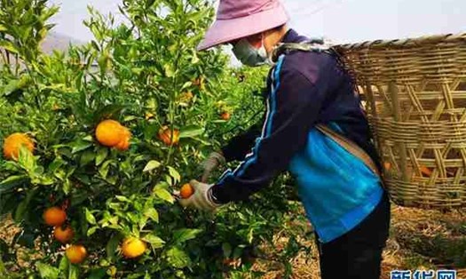 Một nông dân Trung Quốc đang thu hoạch hoa quả. Ảnh: NDNB