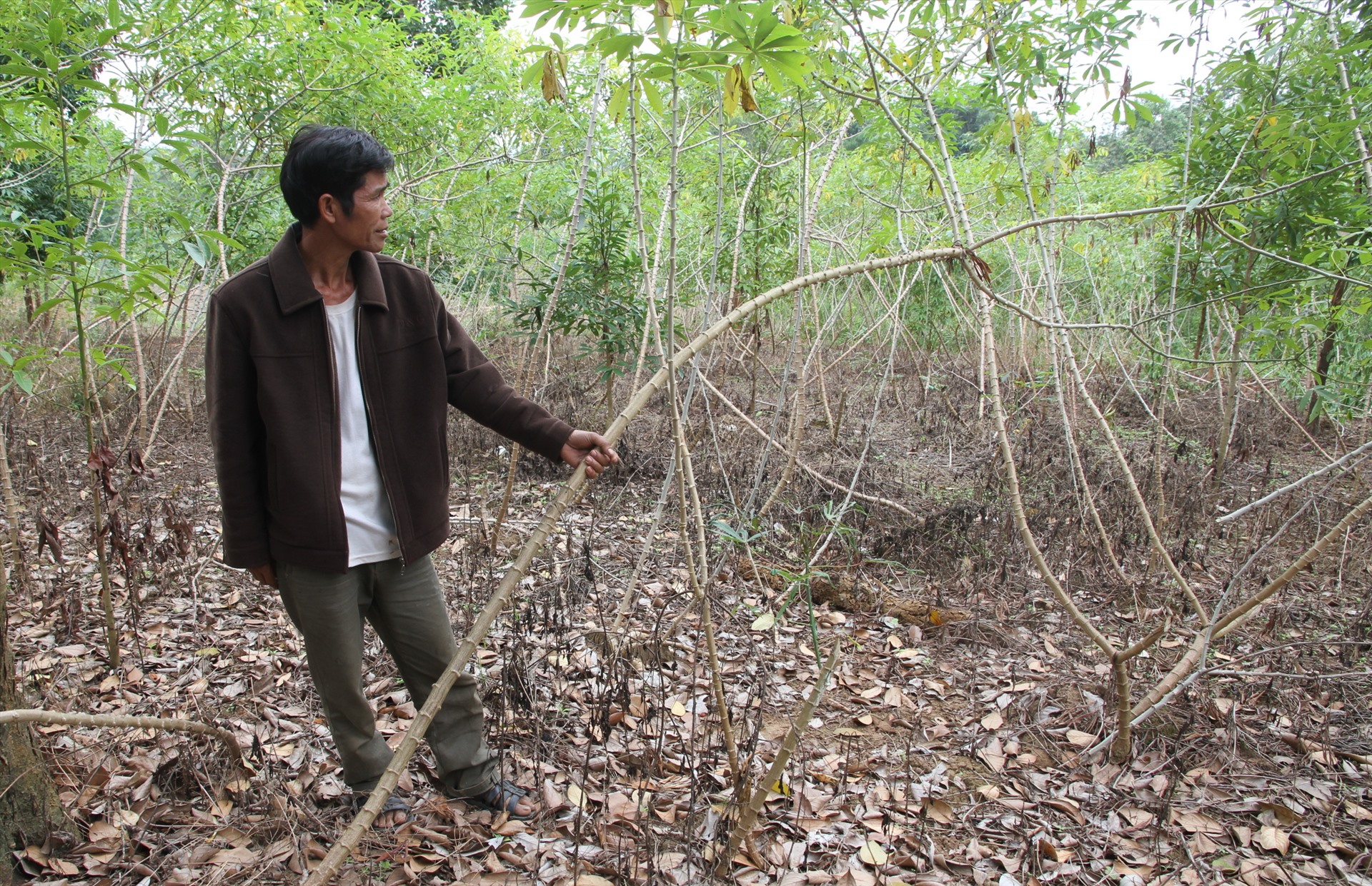 Do sắn còn nằm trên rẫy, nên nhiều nông dân trồng sắn ở tỉnh Quảng Trị gặp khó khăn. Ảnh: Hưng Thơ.