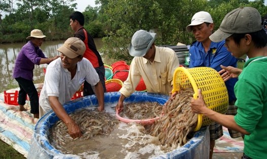 Thu mua tôm nguyên liệu tại Cà Mau (ảnh Nguyệt Thanh)