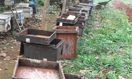 Hơn 300 thùng nuôi ong của gia đình ông Truyền bị phá hoại. Ảnh: TT.