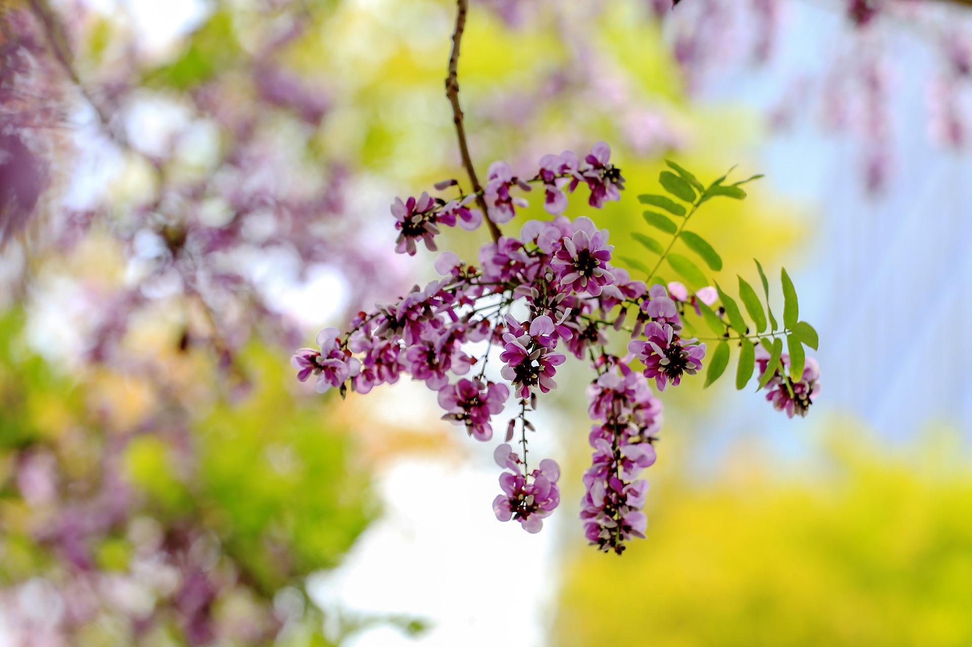 Thàn Mát giữa lòng Đà Nẵng. Ảnh: Lê Tuấn