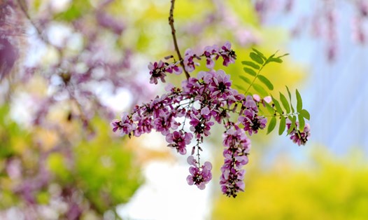 Thàn Mát giữa lòng Đà Nẵng. Ảnh: Lê Tuấn