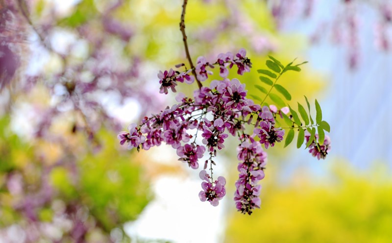 Thàn Mát giữa lòng Đà Nẵng. Ảnh: Lê Tuấn