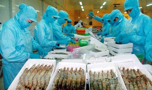 Dự báo xuất khẩu tôm và cá tra sang thị trường Trung Quốc bật tăng sau khi dịch COVID-19 bị khống chế. Ảnh: Vasep