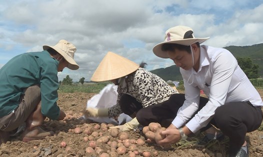 Nhiều nông sản Lâm Đồng sản xuất Vietgap nhưng giá bán không cao. 
Ảnh: Mai An