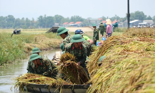 Hơn 700 cán bộ, chiến sĩ Sư đoàn 968 và Bộ Chỉ huy quân sự tỉnh Thừa Thiên Huế, dân quân tự vệ ở các địa phương đã xuống đồng gặt lúa bị ngã đổ giúp dân. Ảnh: Phúc Đạt.