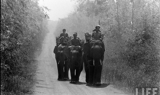 Hình ảnh hiếm về voi Đắk Lắk trước giải phóng.