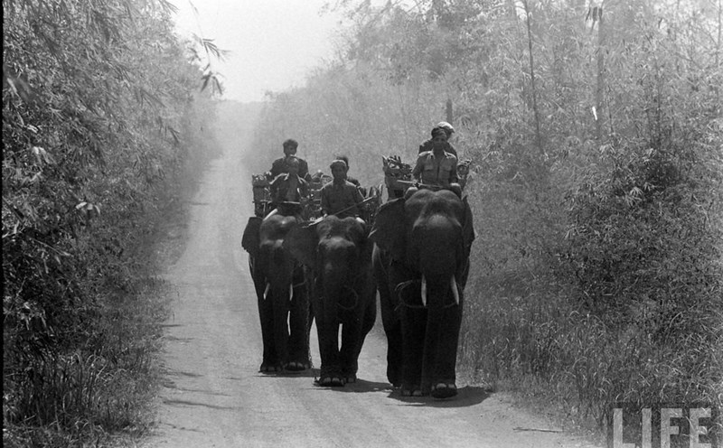 Hình ảnh hiếm về voi Đắk Lắk trước giải phóng.