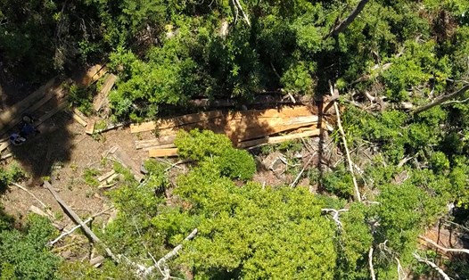 "Đại công trường" gỗ lậu tại Tiểu khu 406 lâm phần Ban quản lý rừng phòng hộ Đăk Đoa.