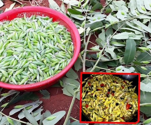 Nhộng sâu muồng là món ăn đặc sản của người Tây Nguyên.